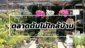 ตลาดต้นไม้ ใกล้บ้าน