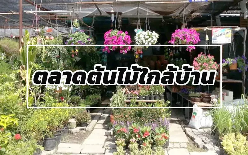 ตลาดต้นไม้ ใกล้บ้าน